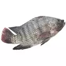 كرتون (9 كيلو) من سمك بلطي نظيف مجمد 300-500 (هندي) “يمامة”