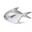 كرتون (10 كيلو) من سمك زبيدي مجمد 300-400 (هندي) “يمامة”