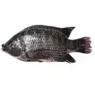 كرتون (9 كيلو) من سمك بلطي مجمد 200-300 “فاليو”