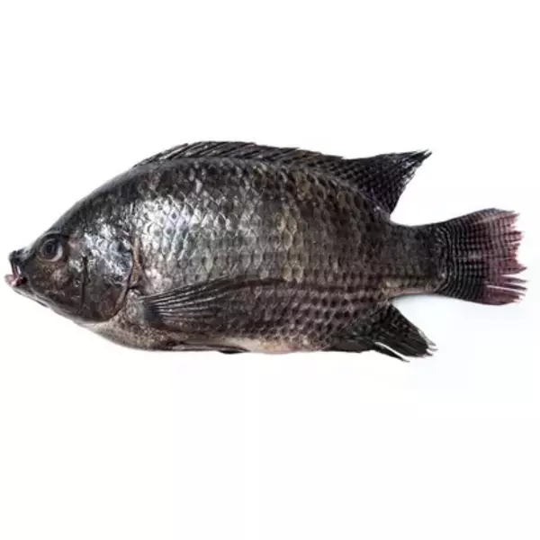 كرتون (9 كيلو) من سمك بلطي مجمد 400-600 (تايواني) “يمامة”