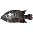 كرتون (9 كيلو) من سمك بلطي مجمد 500-600 (تايواني) “يمامة”